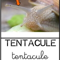 tentacule