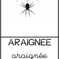 araignée