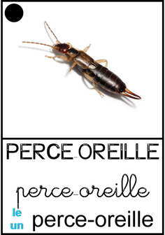 Perce-oreille.jpg