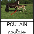 Poulain