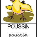 Poussin