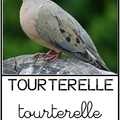 Tourterelle