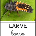 larve coccinelle