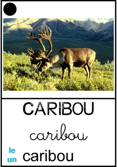 caribou.jpg