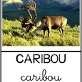 Caribou