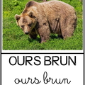 Ours brun