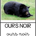 ours noir