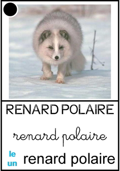 Renard polaire.jpg