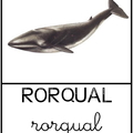 Rorqual