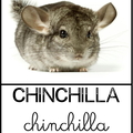 chinchilla