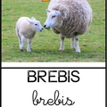 brebis