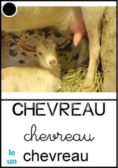 chevreau.jpg