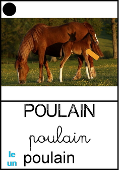 poulain.jpg