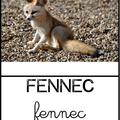 fennec