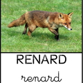 renard