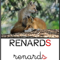 renards