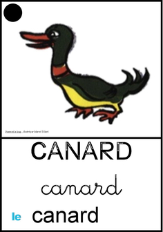canard.jpg