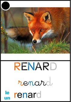 renard4.jpg