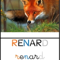 renard