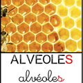 alvéoles