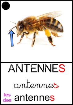 antennes abeilles.jpg