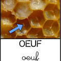 oeuf abeille1