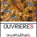ouvrières
