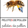 pelote de pollen 