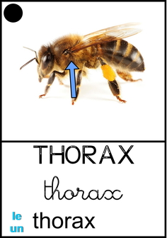 thorax abeille.jpg