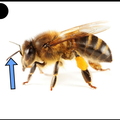 antennes abeilles - 3951