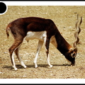 Antilope - 2874