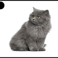 Chat - animaux - 1456