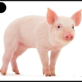 Cochon - 2387
