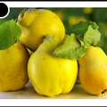 coings - 2741