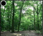 forêt- méthode lecture Piano - 3700