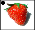 Fraise - végétaux - 501