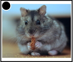 Hamster - 2898