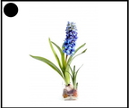 jacinthe - 2726