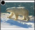 ours polaire - 2075