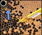 pollen1 - 3975