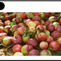 Pommes - fruits - 1300